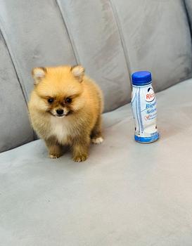 animales y mascotas - OFERTA CACHORRO POMERANIA MACHO EN SANTO DOMINGO Y
